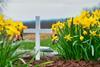 Spring daffodils cross