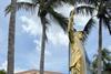 Trump Statue
