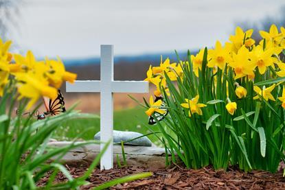 Spring daffodils cross