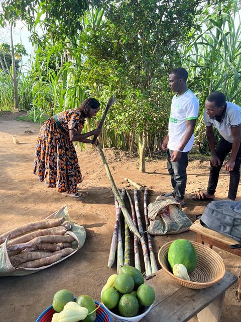 Devine cutting sugar cane