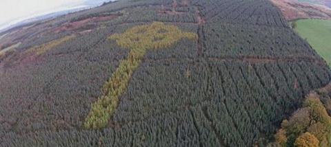 celtic-cross-forest-main