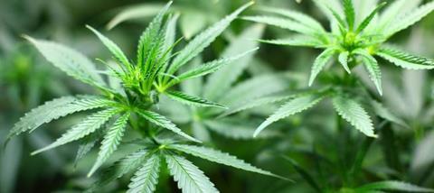cannabis-plant-main