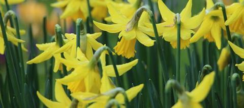 Daffodils