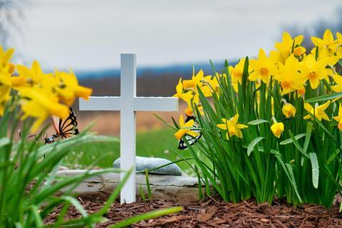 Spring daffodils cross